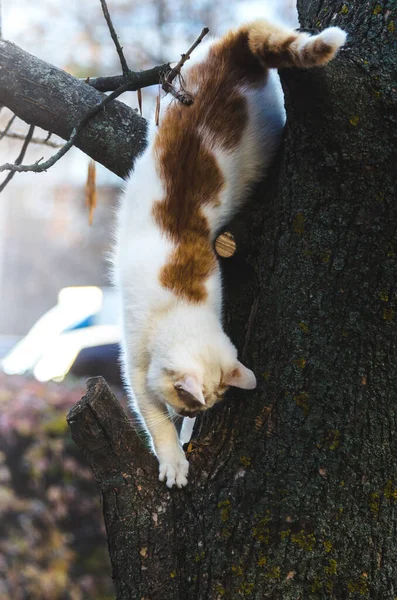 Gato Sobe Uma Árvore Foto Altura Total Anatomia Gato — Fotografia de Stock
