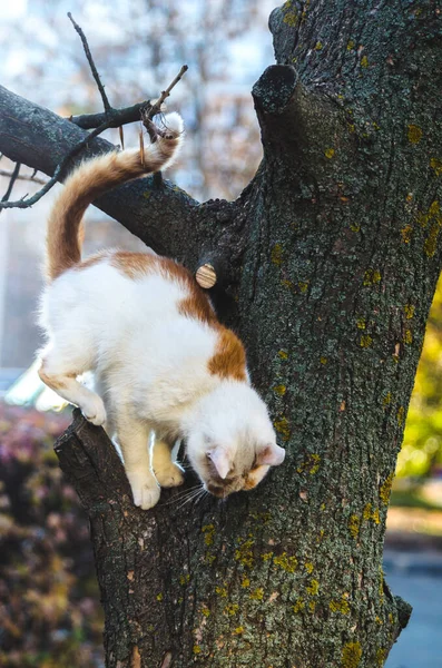 Zwei Farbige Katze Auf Einem Baum Schaut Nach Unten — Stockfoto