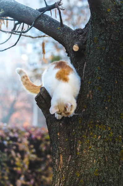 Eine Katze Klettert Von Einem Baum Foto Voller Höhe Katzenanatomie — Stockfoto