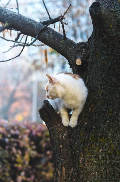 Cat Sitting Tree Branch Cold Tones — Stock Photo, Image