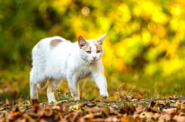 Kedi Yürüyor Patisi Önde — Stok fotoğraf