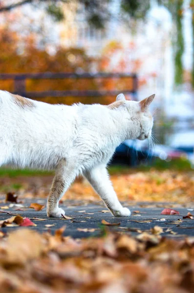 Gato Está Chegando Outono Após Chuva — Fotografia de Stock