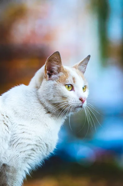 Chat Sur Fond Fleurs Tokyo Bokeh Rouge Bleu — Photo