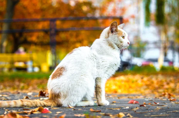 Die Katze Sitzt Auf Dem Bürgersteig Vor Dem Hintergrund Eines — Stockfoto