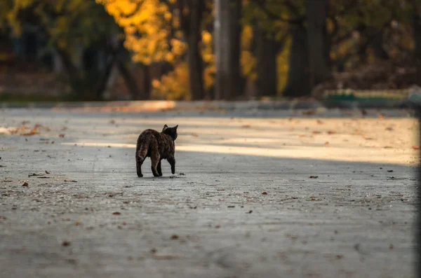 Een Kat Verte Een Lege Weg Gaat Verte Herfst — Stockfoto