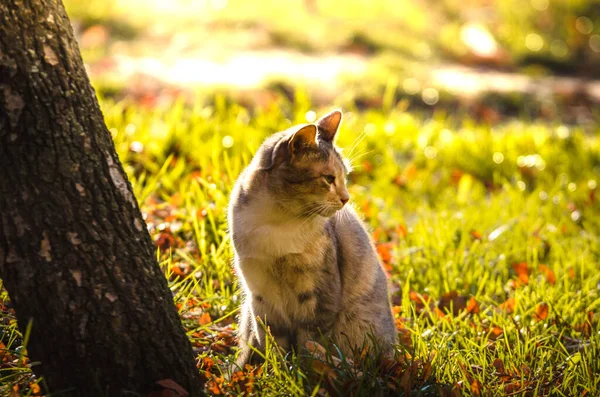 아침노란 고양이 아름다운 그림자 — 스톡 사진