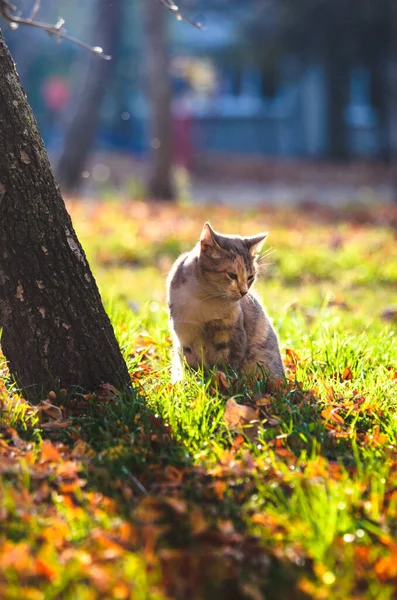 Katt Morgonen Färskt Gräs Nära Ett Träd — Stockfoto