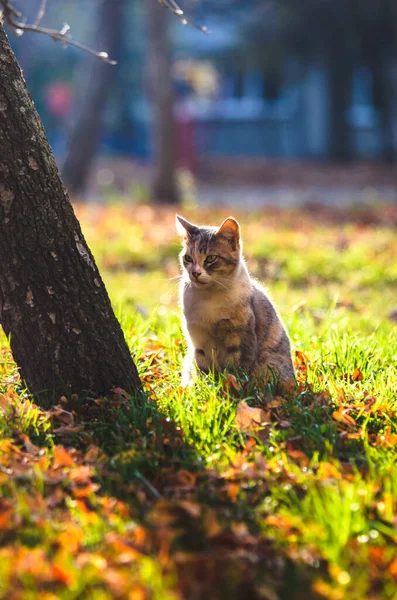Kočka Ráno Čerstvá Tráva Stromu — Stock fotografie
