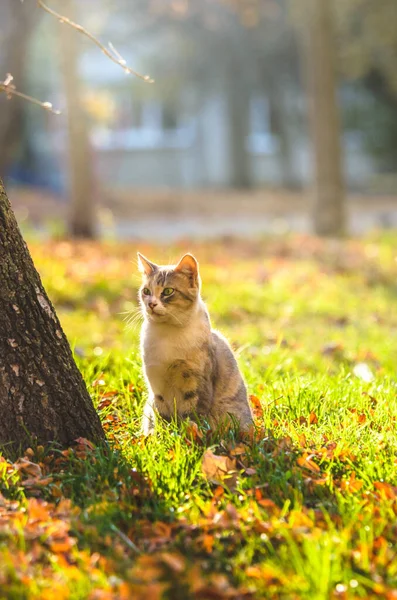 Gato Início Manhã Grama Amarela Belas Sombras — Fotografia de Stock