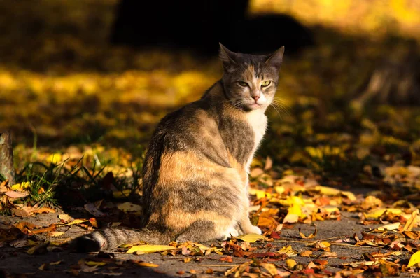 나뭇잎의 주황색 광선을 고양이 — 스톡 사진