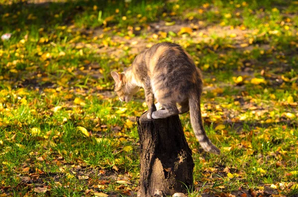 Kat Sprong Een Stomp — Stockfoto