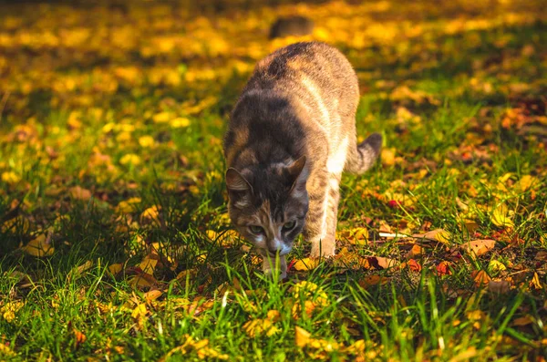 Cat Sniffs Grass Autumn Leaves — Stock Photo, Image