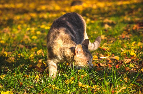 Kot Wącha Trawę Jesiennymi Liśćmi — Zdjęcie stockowe