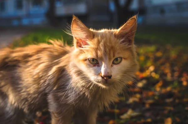 Portret Bezdomnego Długowłosego Kotka — Zdjęcie stockowe