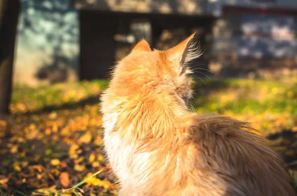 Kleines Beiges Kätzchen Läuft Instagram Stil Mit Blättern — Stockfoto