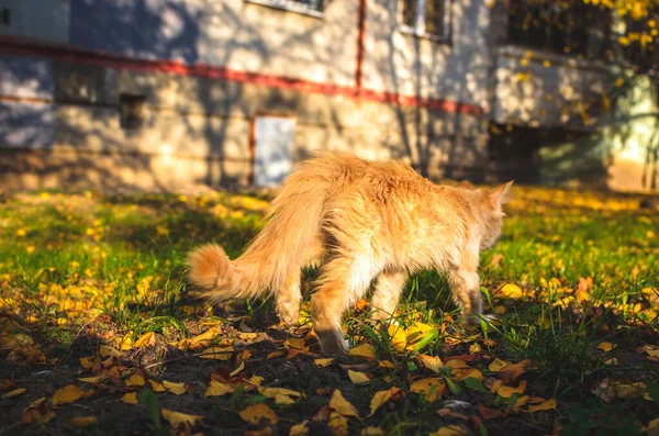 Pequeno Gatinho Bege Andar Estilo Instagram Com Folhas — Fotografia de Stock