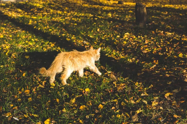 葉とInstagramのスタイルで小さなベージュ子猫 — ストック写真