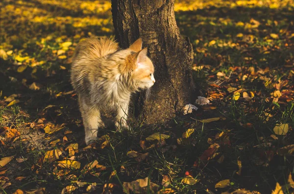 Pequeno Gatinho Bege Estilo Instagram Com Folhas — Fotografia de Stock