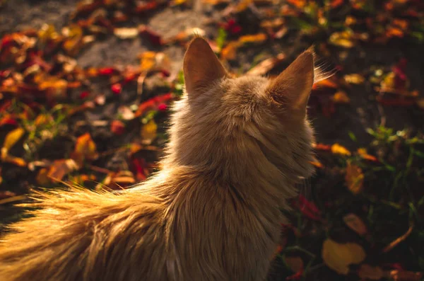 Little Beige Kitten Walk Instagram Style Leaves — Stok Foto