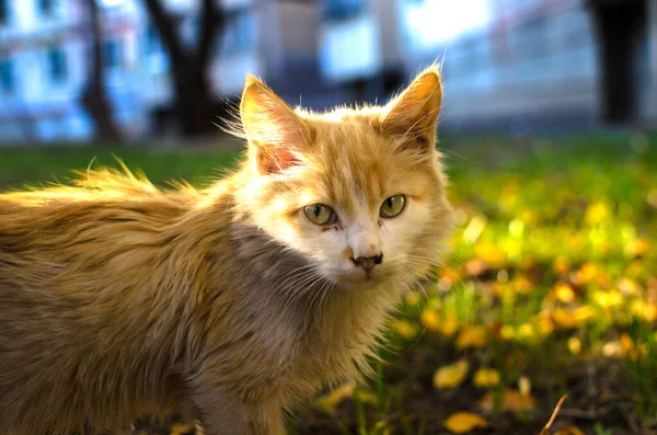 Portret Bezdomnego Długowłosego Kotka — Zdjęcie stockowe