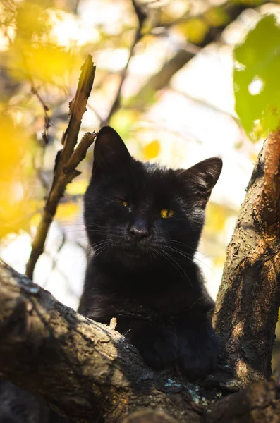 Schwarze Katze Auf Einem Baum Mit Gelbem Laub Mit Bösen — Stockfoto