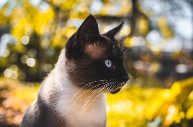 Arka bahçede sonbahar siyam kedisi profili sonbaharda