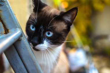 Şaşkın siyam kedisi bir kır evinin bahçesinde, sonbahar portresi
