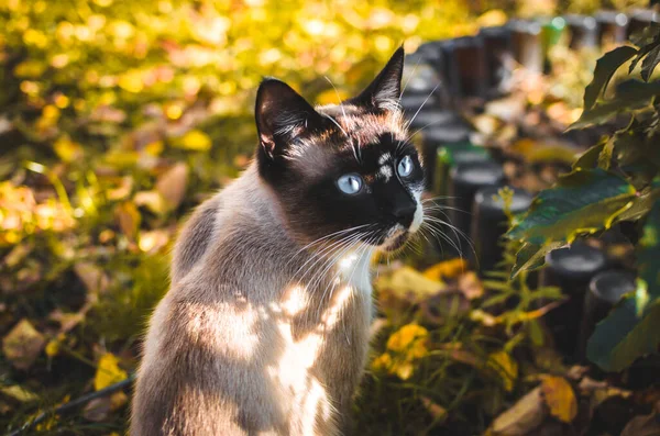 Siamese cat sits in the backyard during autumn