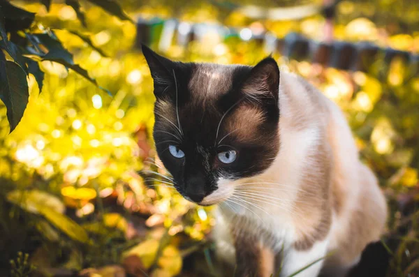 Nahaufnahme Einer Siamesischen Katze Auf Orangefarbenem Hintergrund — Stockfoto