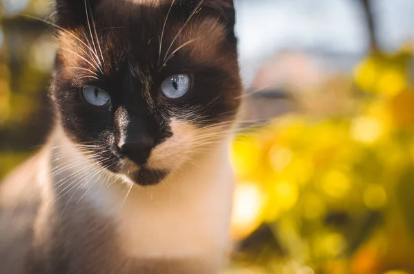 Herbst Siamesische Katze Hinterhof Porträt — Stockfoto