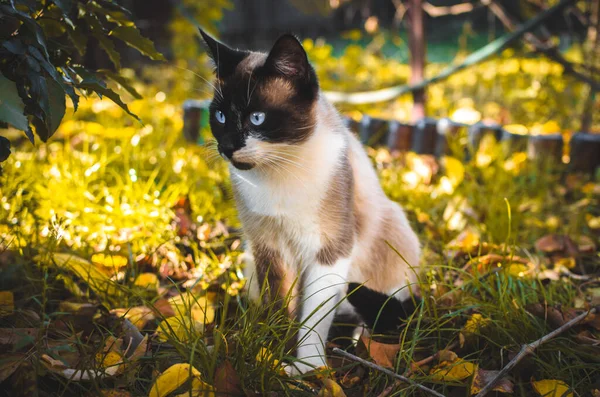 Siamese cat sits in the backyard during autumn