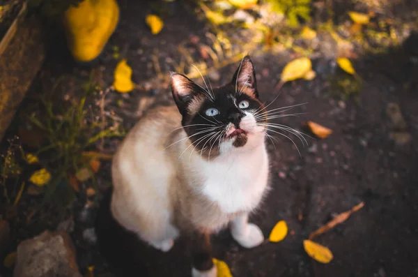 裏庭に可愛いサムシ猫と落ち葉 — ストック写真