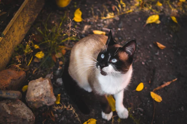 Χαριτωμένη Σιαμαία Γάτα Και Φθινοπωρινά Φύλλα Στην Αυλή — Φωτογραφία Αρχείου