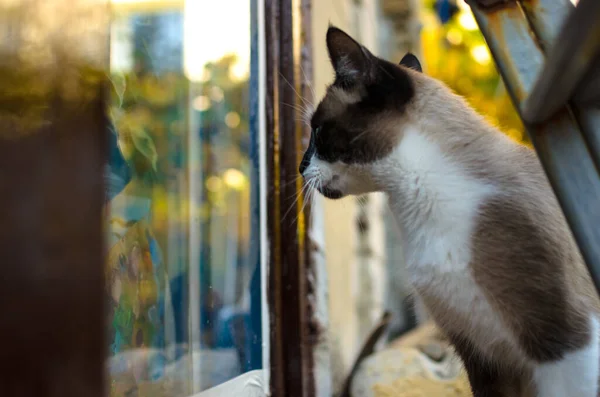 Siamese Gato Olha Para Fora Janela Fundo Mola — Fotografia de Stock