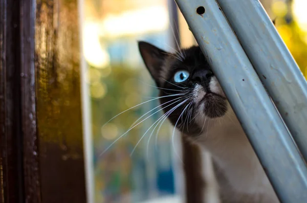 Zaskoczony Kot Syjamski Podwórku Wiejskiego Domu Jesienny Portret — Zdjęcie stockowe
