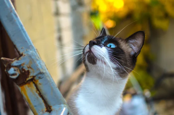 Gato Siamês Surpreso Quintal Uma Casa Campo Retrato Outono — Fotografia de Stock