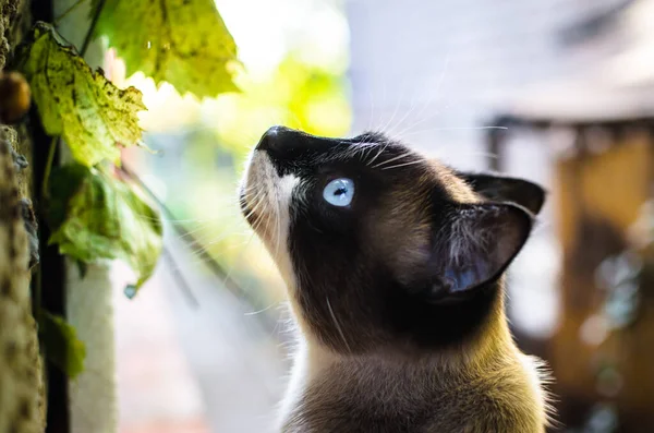 Siamkatze Mit Blauen Augen Hellen Herbstlicht — Stockfoto