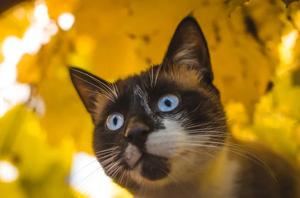 Siamese Cat Yellow Autumn Leaves Portrait — Stock Photo, Image