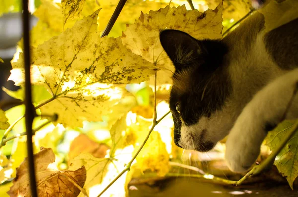 Kot Syjamski Żółtej Jesieni Liście Portret — Zdjęcie stockowe