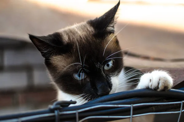 Zaskoczony Kot Syjamski Wydziera Się Klatki — Zdjęcie stockowe