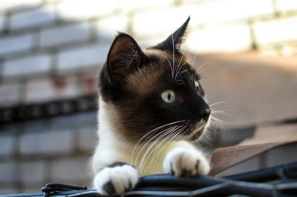 Surprised Siamese Cat Peeps Out Cage — Stock Photo, Image