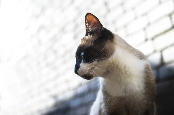 Helles Porträt Einer Siamesischen Katze Profil — Stockfoto