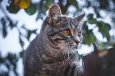 Şaşırtıcı soğuk tonlarda kedi yavrusu.