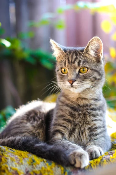 裏庭にあるグレーのタビー子猫の美しい肖像画 — ストック写真