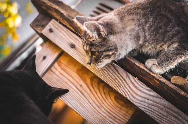 Gray Tabby Kitten Sta Cercando Costruire Una Relazione Con Altro — Foto Stock