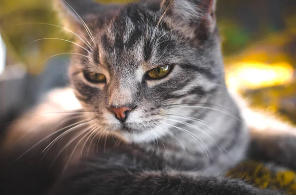 灰色胖胖的小猫的近照框 — 图库照片