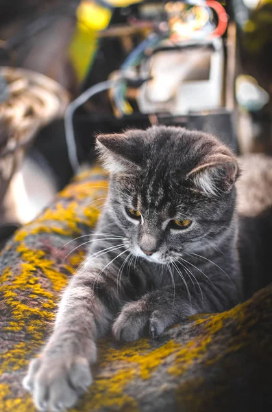 나머지 이해할 수없는 고양이 — 스톡 사진