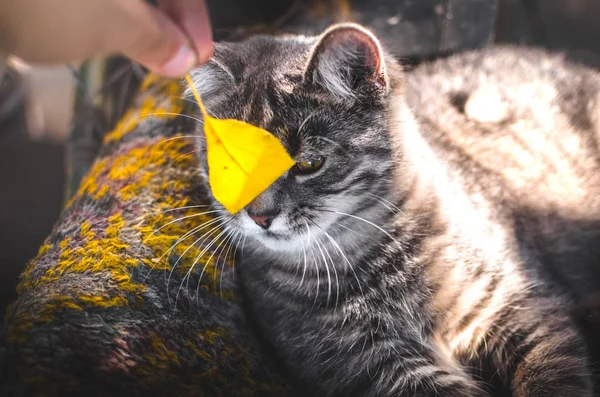 灰色的胖胖的小猫想抓住落叶 迷因的照片 — 图库照片