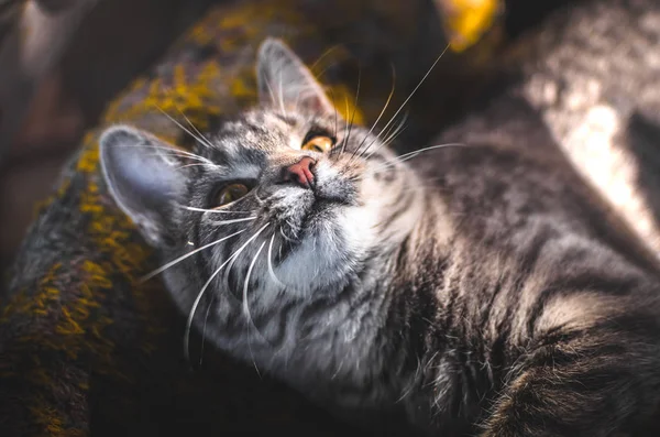 后院里一只灰色 胖胖的小猫温暖舒适的照片 — 图库照片
