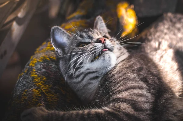 有趣的灰色胖胖的小猫伸出舌头 — 图库照片